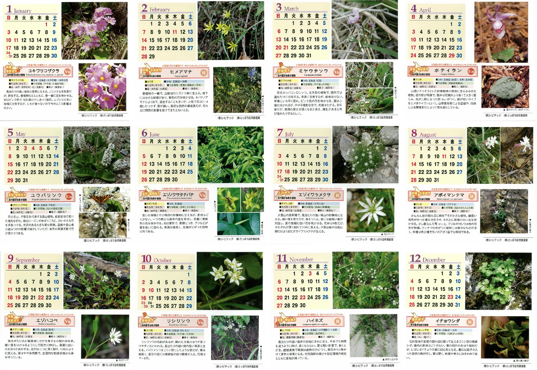 北海道の希少野生植物を紹介した16年版カレンダーを発行 Civitec Co Ltd